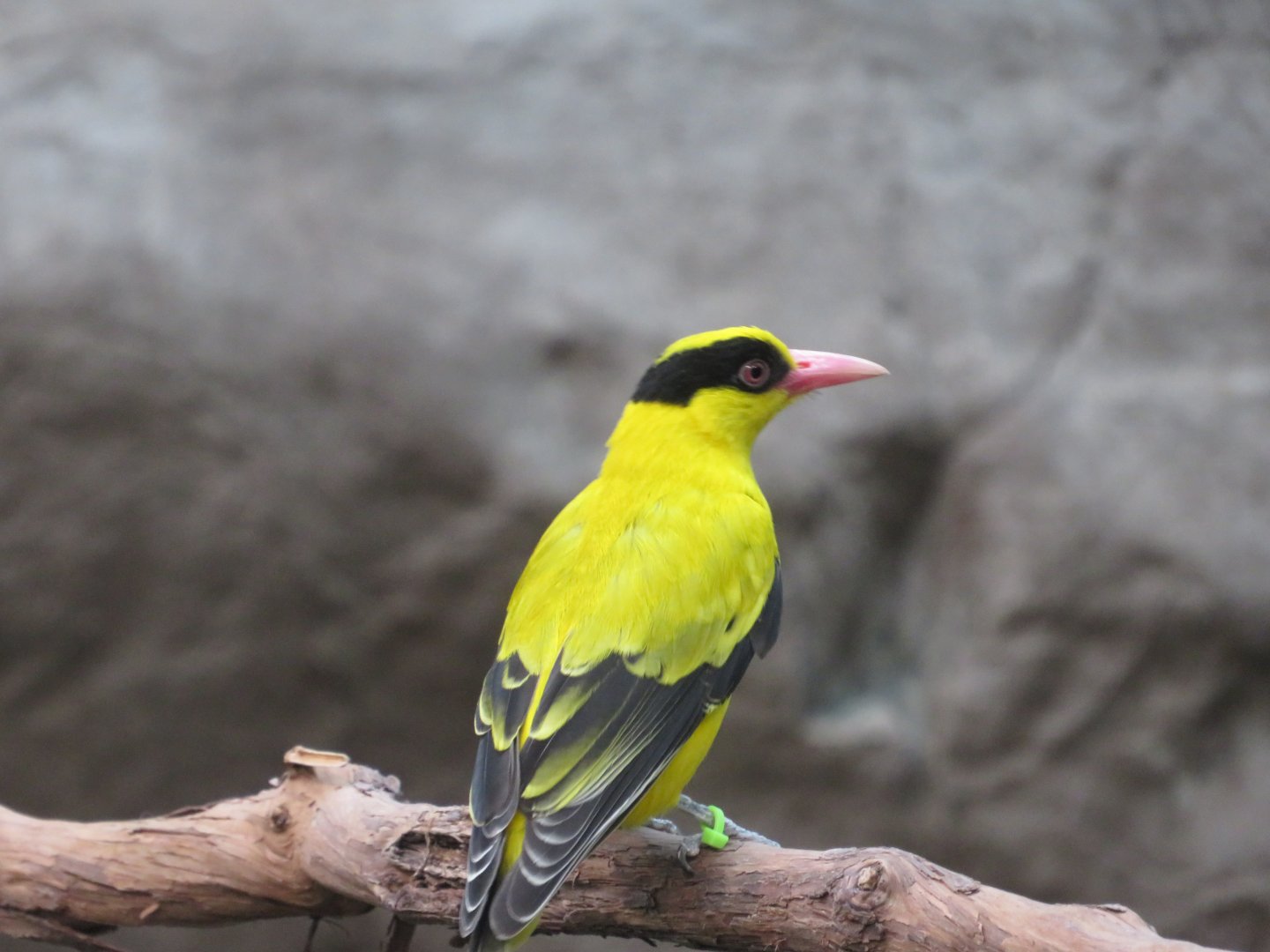 Black-Naped Oriole