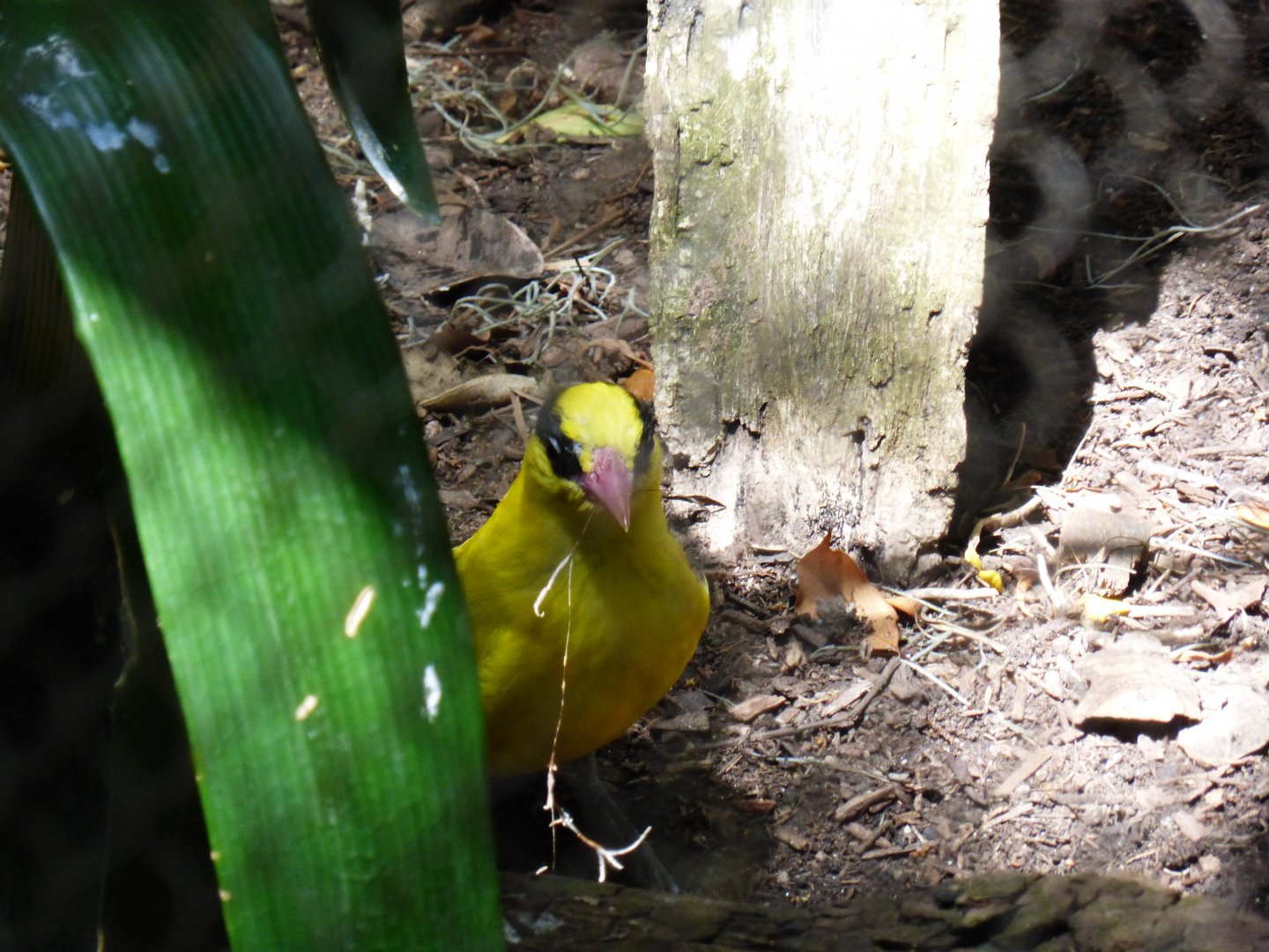 Black naped oriole