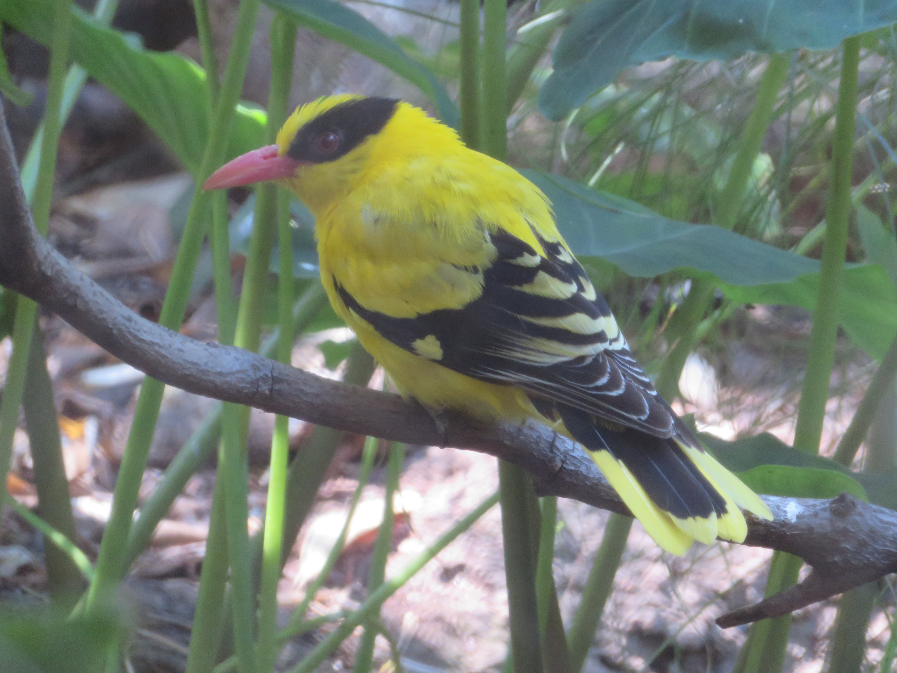 Black-naped Oriole