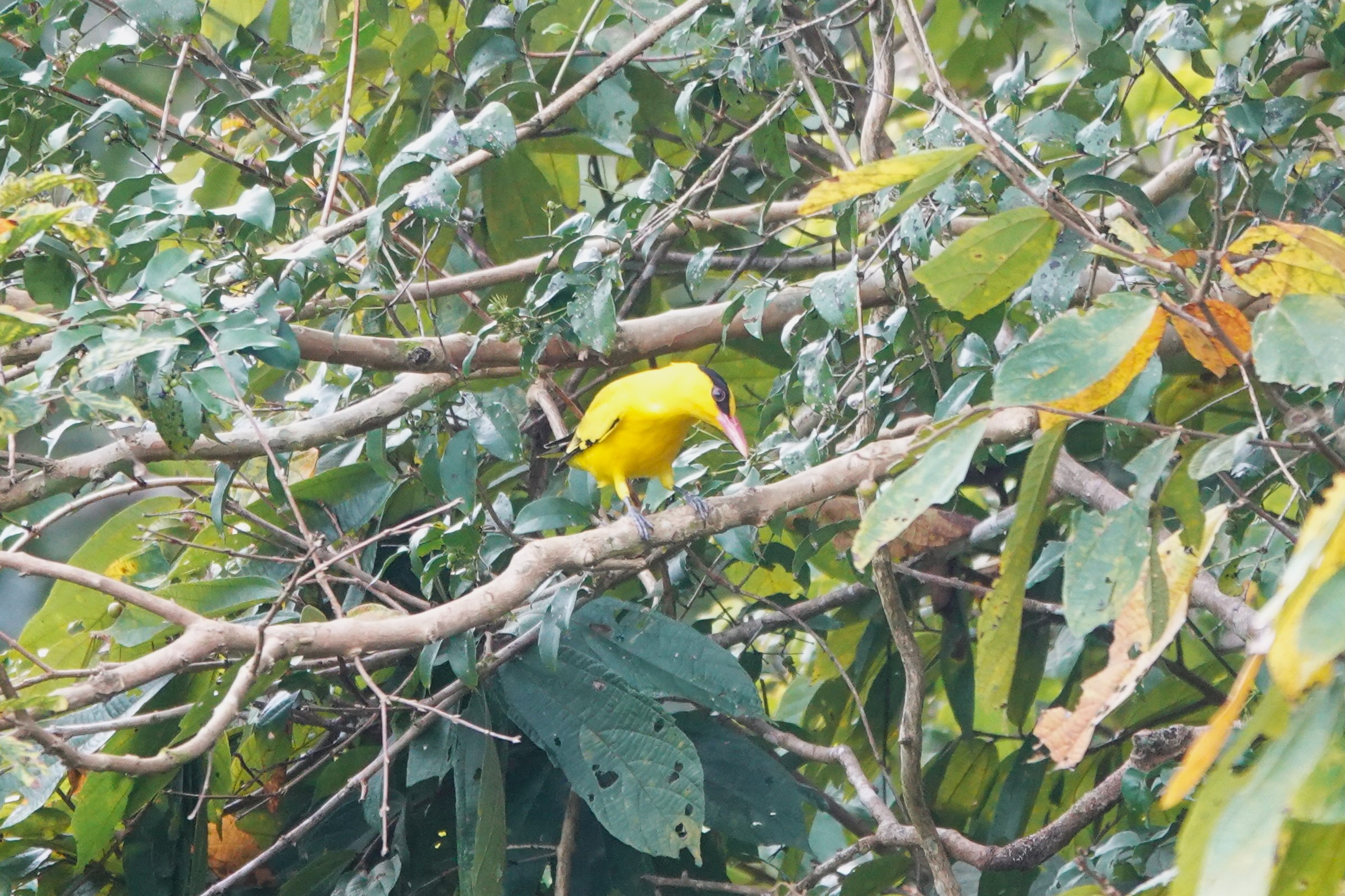 Black-naped Oriole