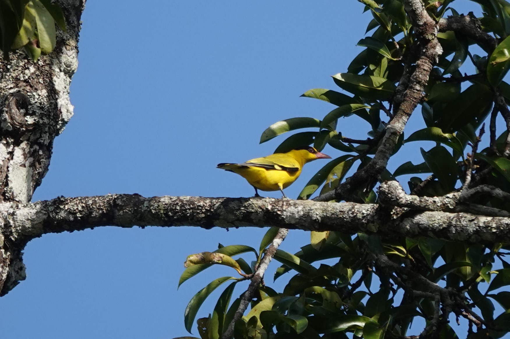 Black-naped Oriole