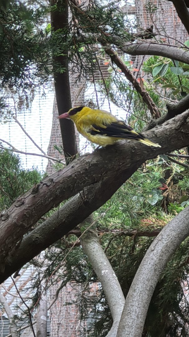 Black-naped Oriole