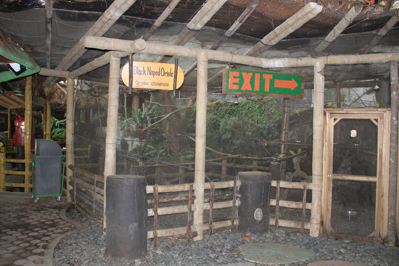 Black-naped Oriole's (Oriolus chinensis) exhibit