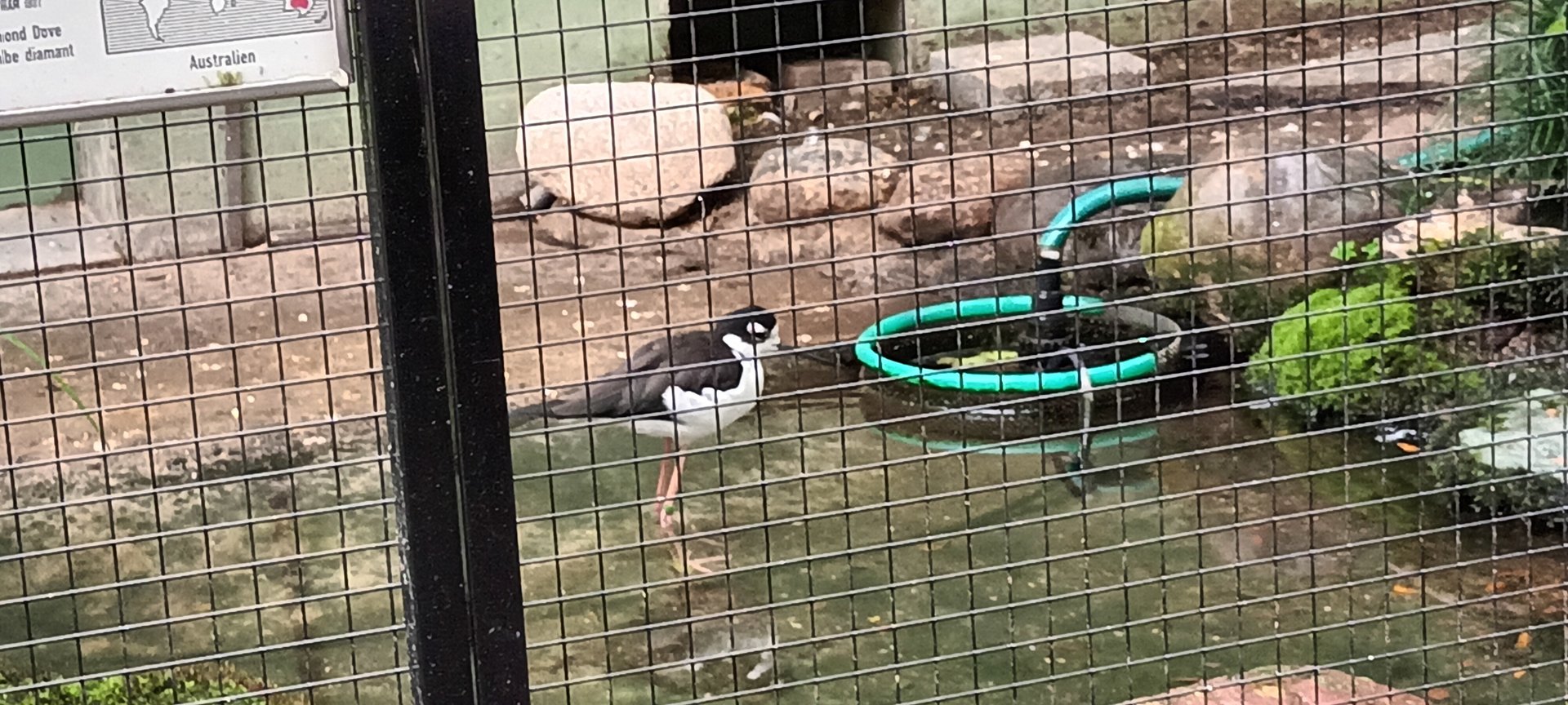 Black naped Stilt