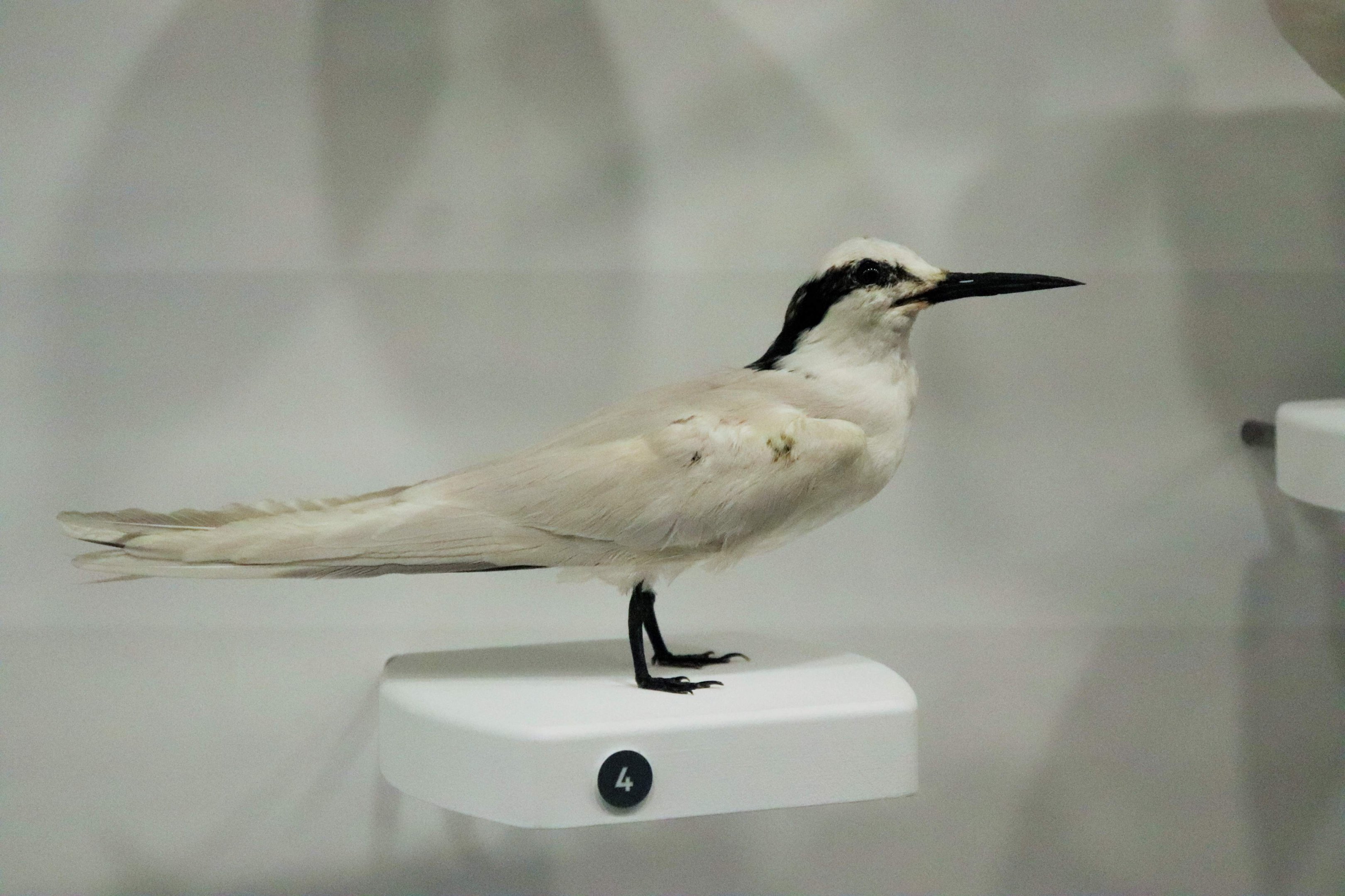 Black-naped Tern (Sterna sumatrana)