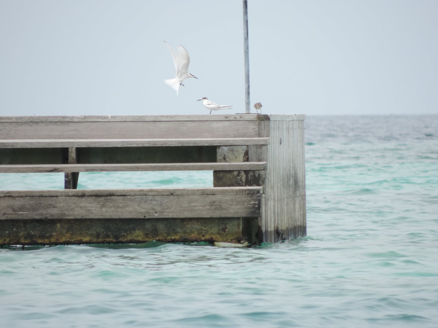black-naped tern (Sterna sumatrana)