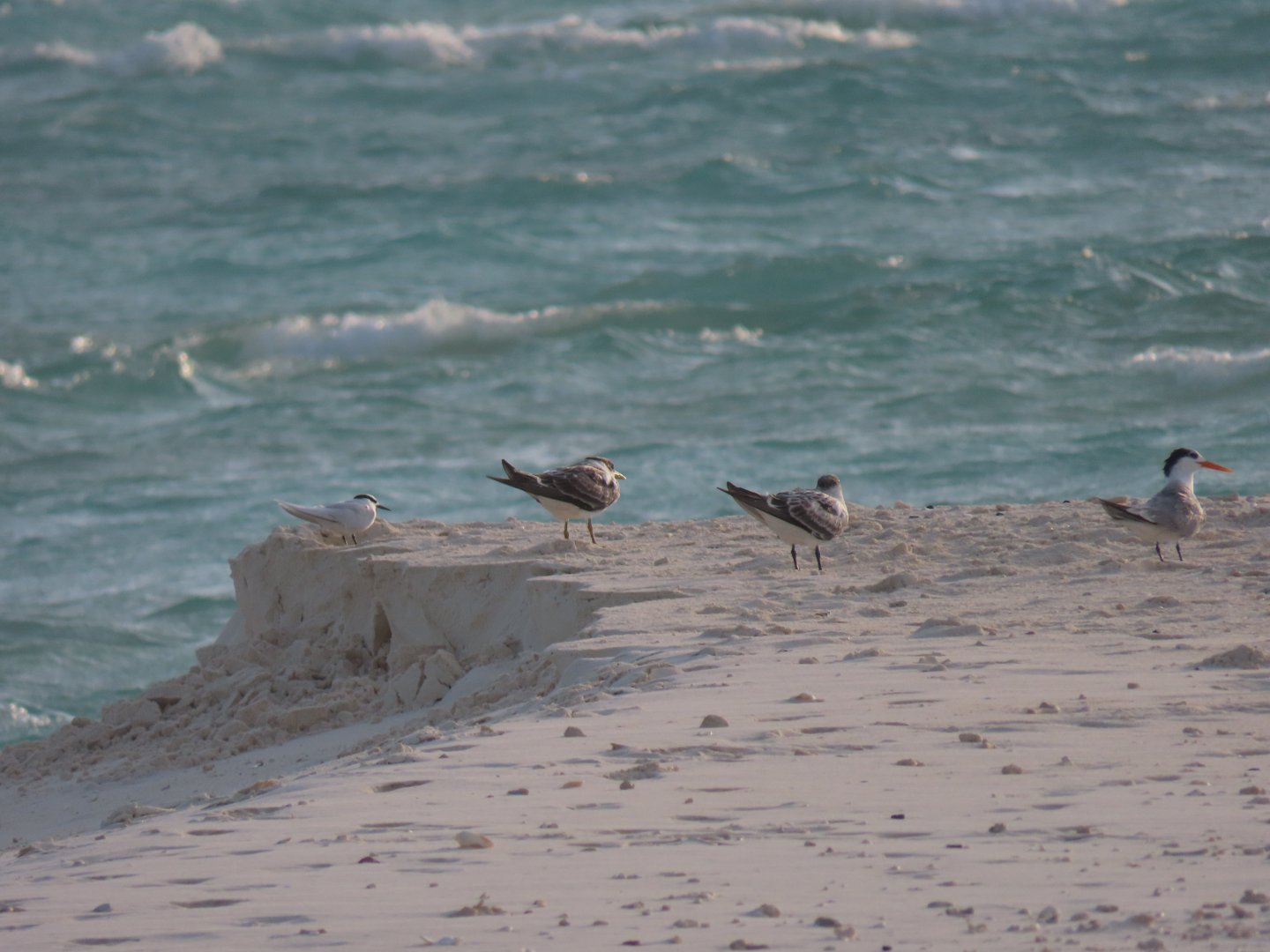 black naped terns,  2 greater crested tern and one lesser crested tern okt 2021