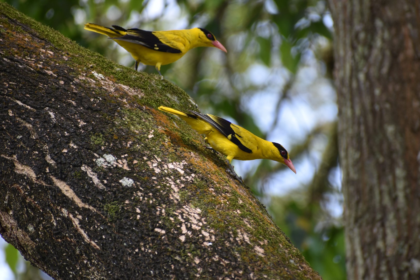 Black Napped Oriole ~ Bishan Ang mo kio Park