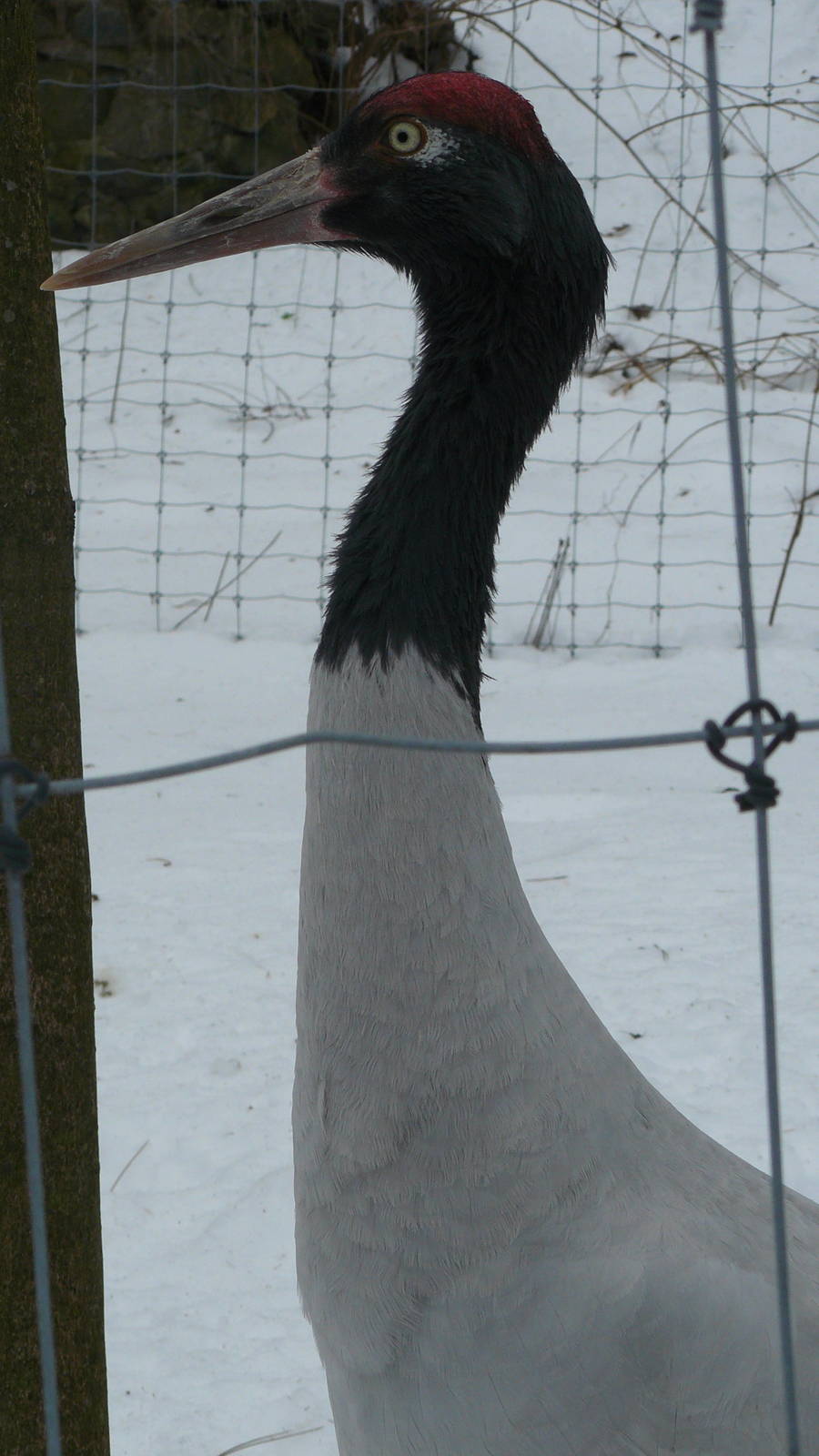 Black neck crane