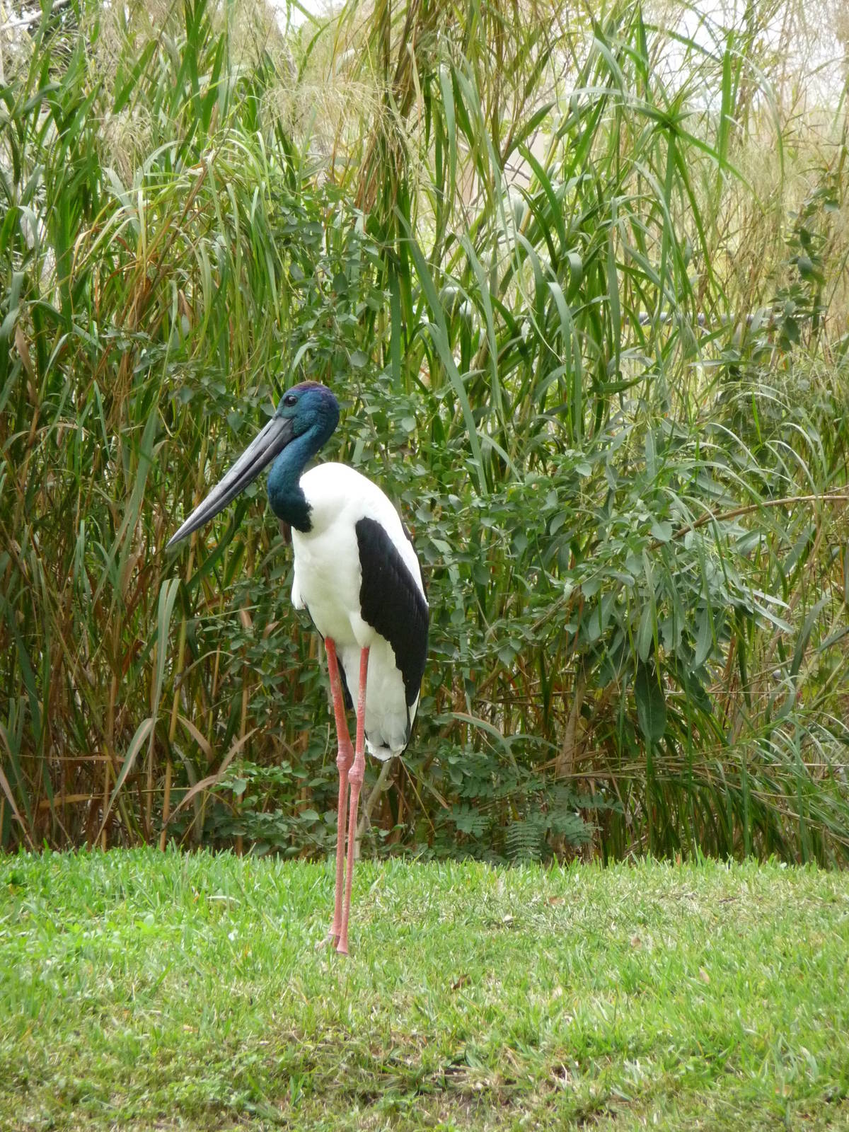 Black Neck Stork