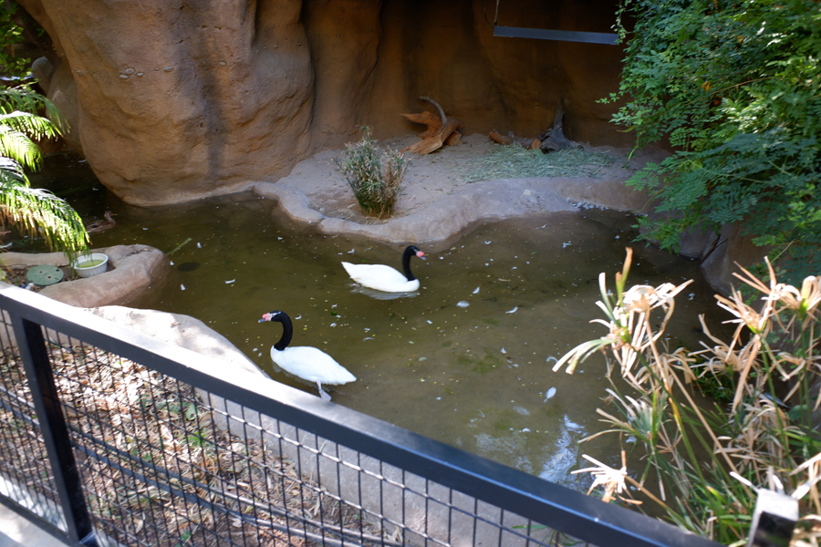 black neck swan exhibit (small)