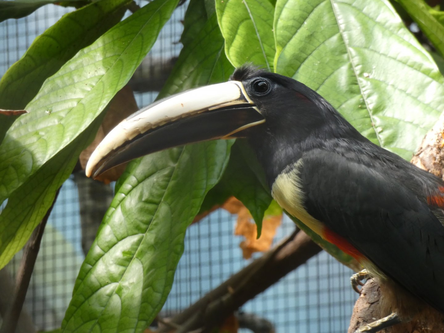 Black-necked Acari