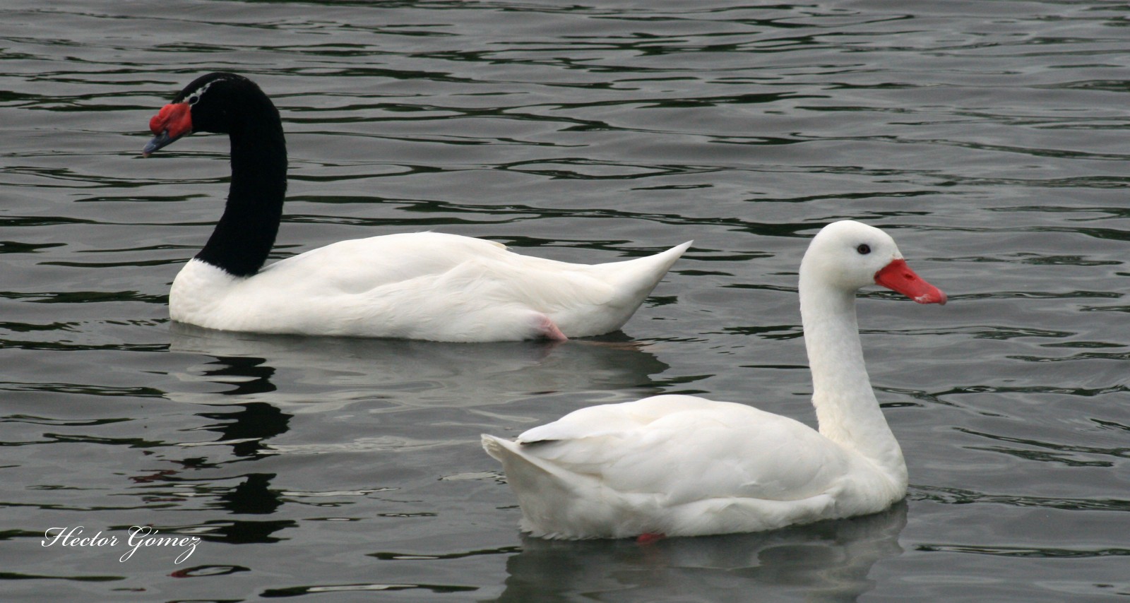 Black-necked and Coscoroba Swans