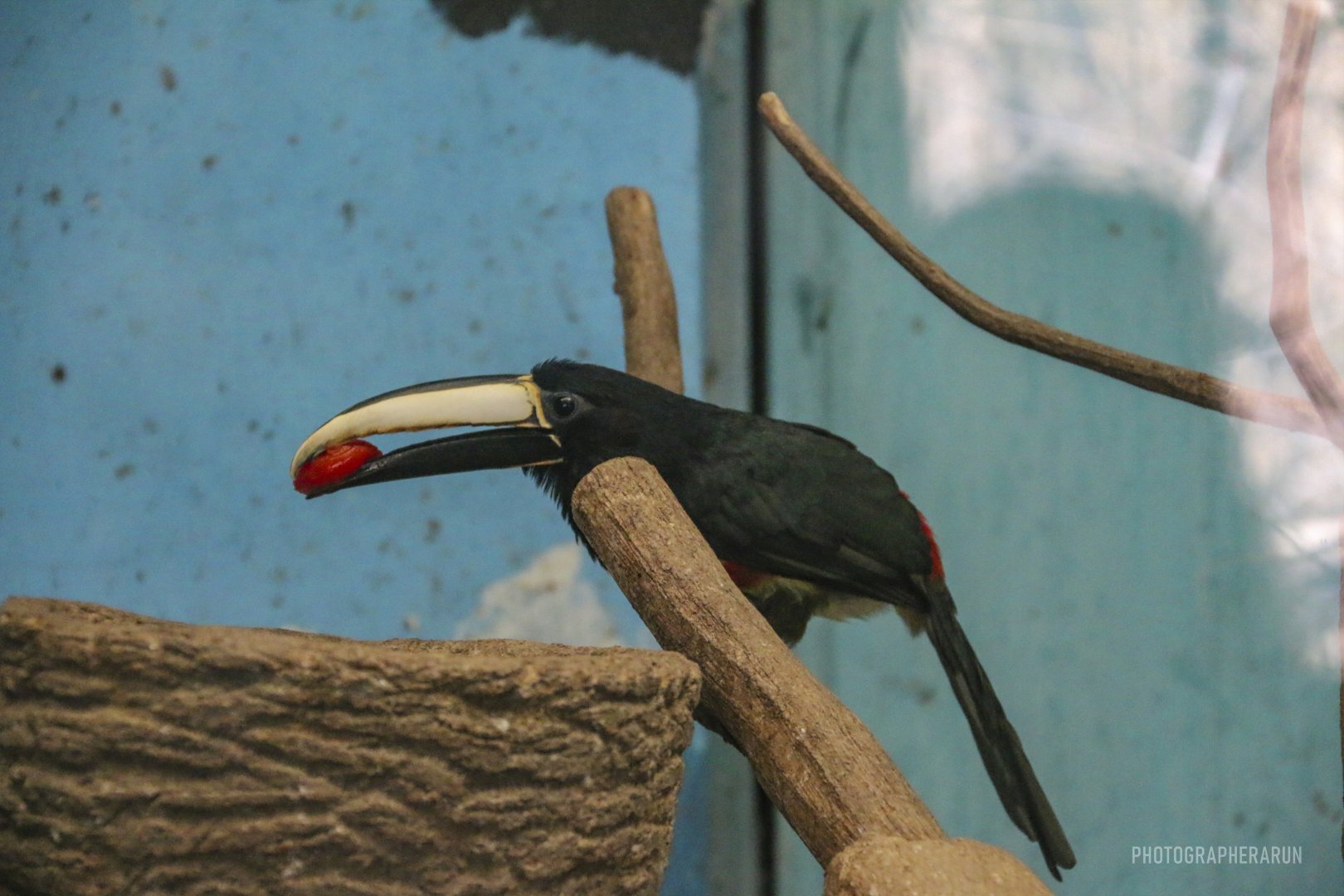 Black-necked Aracari(2022)