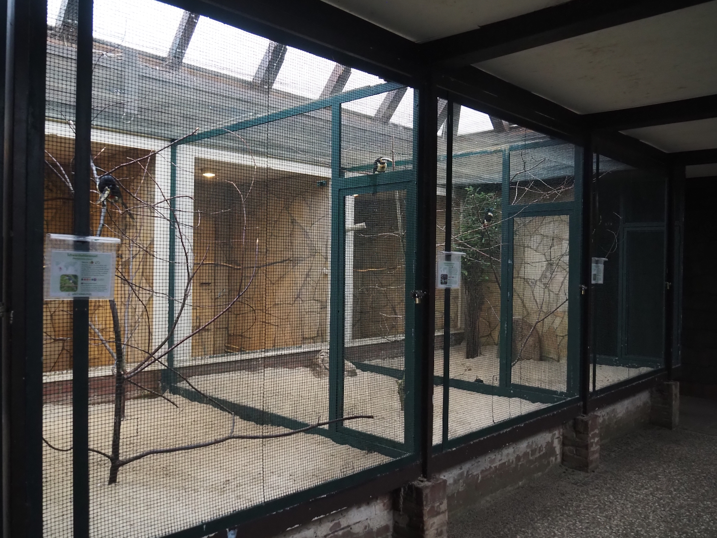 Black-necked aracari and Pale-mandibled aracari aviaries, 2024-05-22