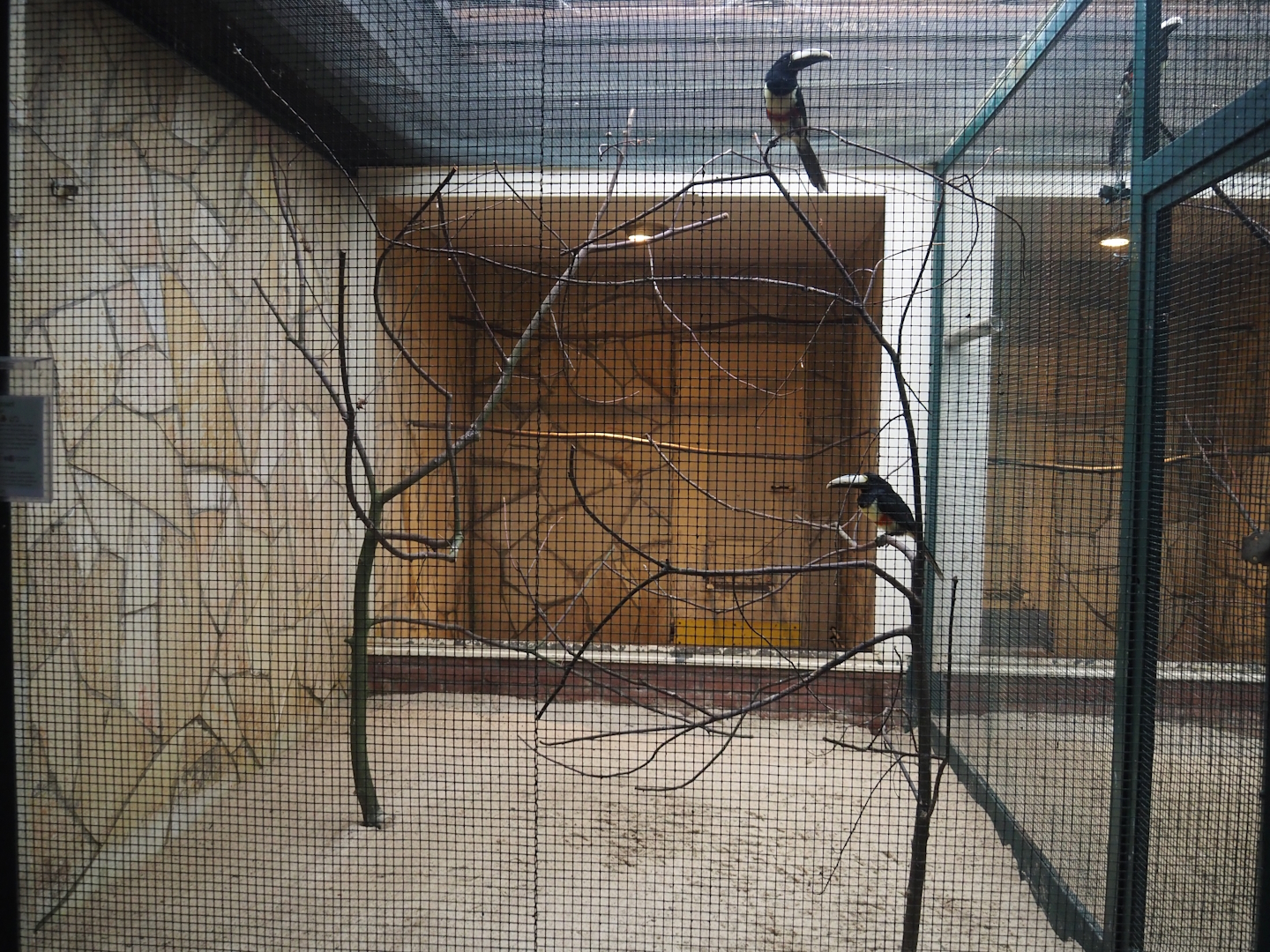 Black-necked aracari aviary, 2024-05-22