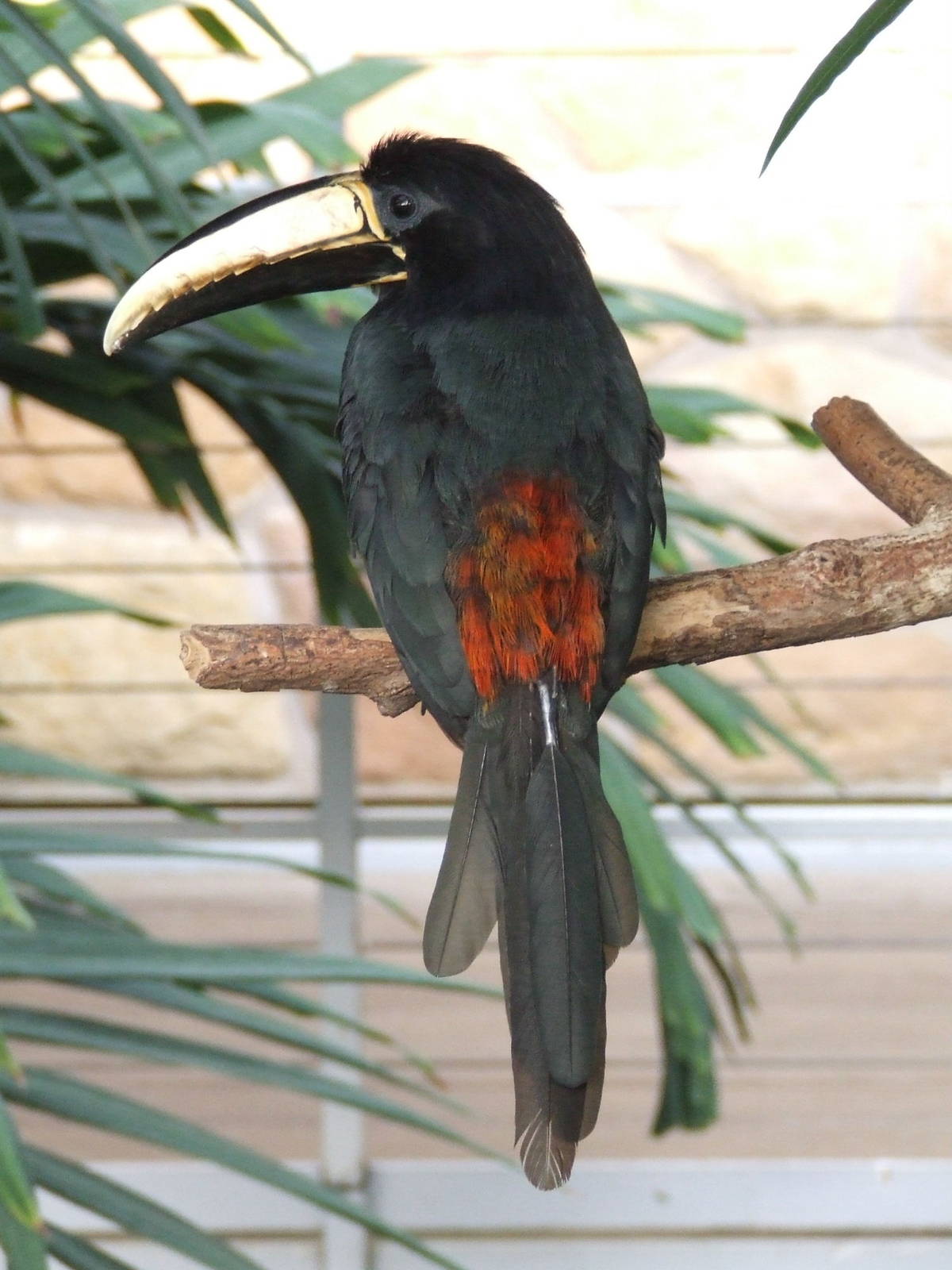Black-necked aracari @ Budapest Zoo
