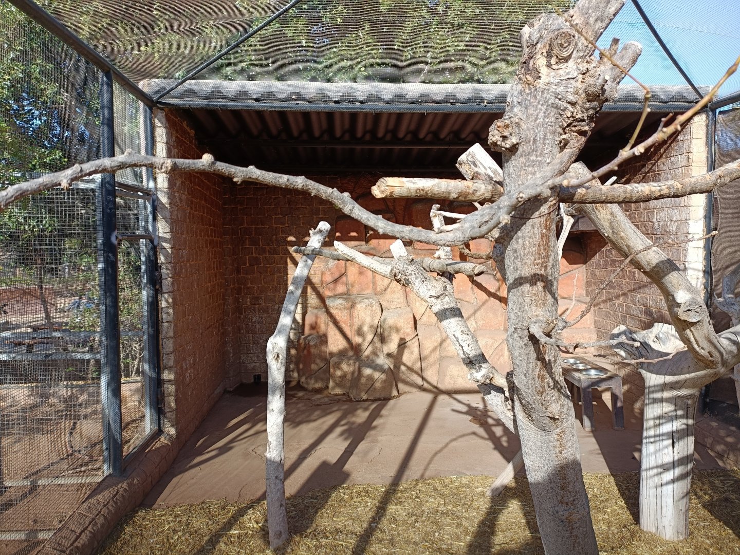 Black-necked aracari exhibit