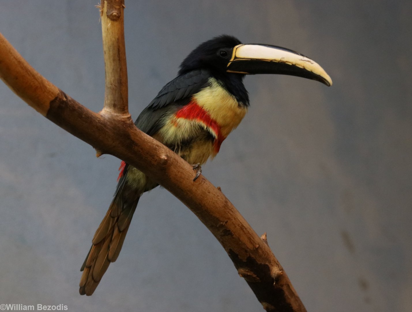 Black-necked Aracari (new for the zoo)