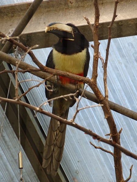 Black-necked aracari (Pteroglossus aracari) (07/22)
