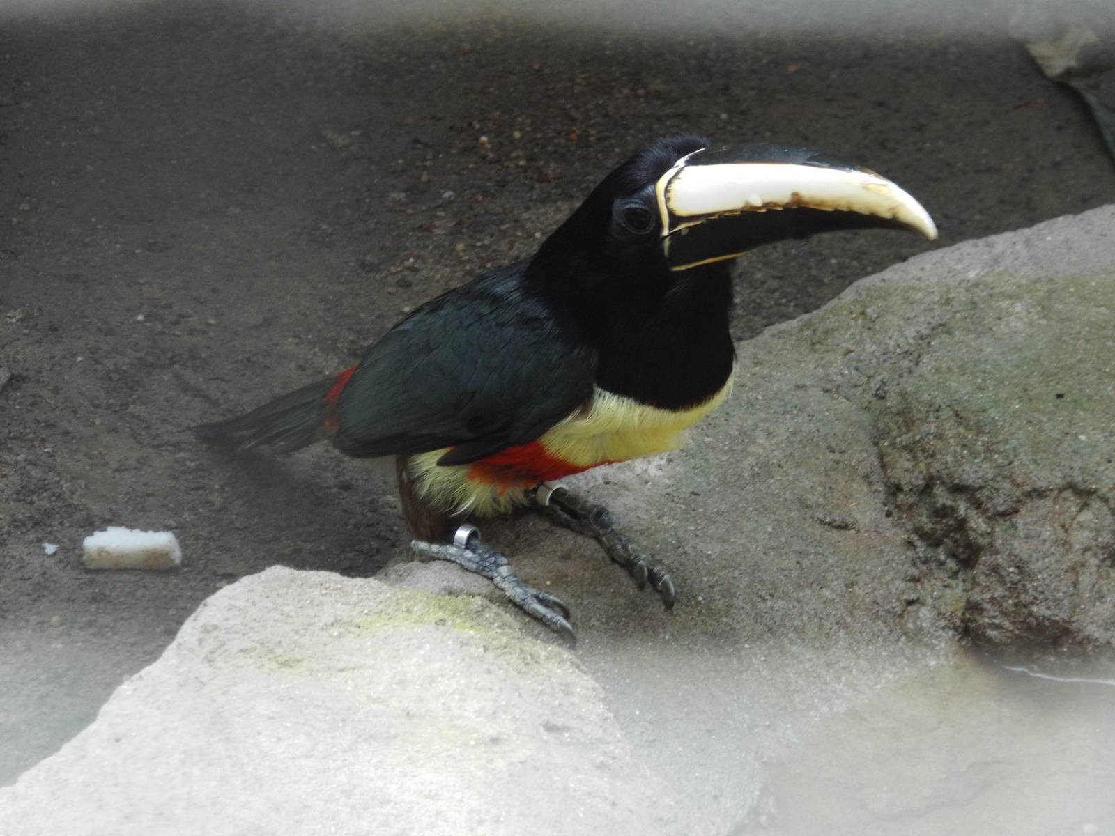Black-necked Aracari (Pteroglossus aracari) at Zoo Berlin - 6th April 2014