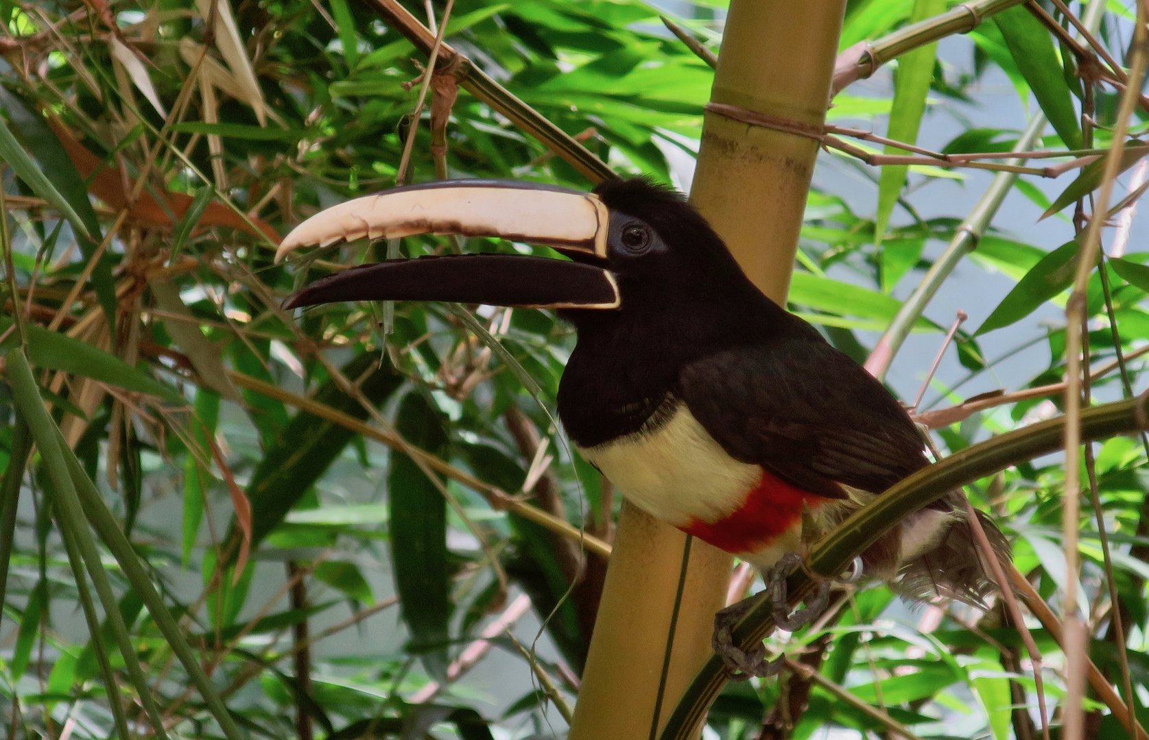 Black-Necked Aracari (Pteroglossus aracari atricollis)