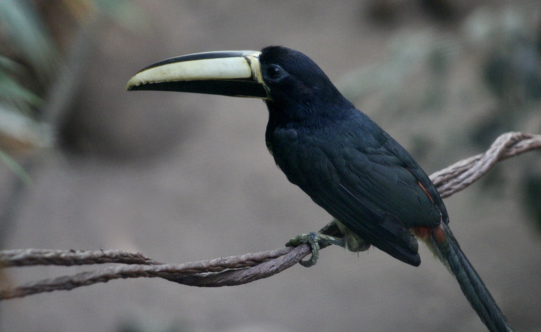 Black-Necked Aracari (Pteroglossus aracari atricollis)