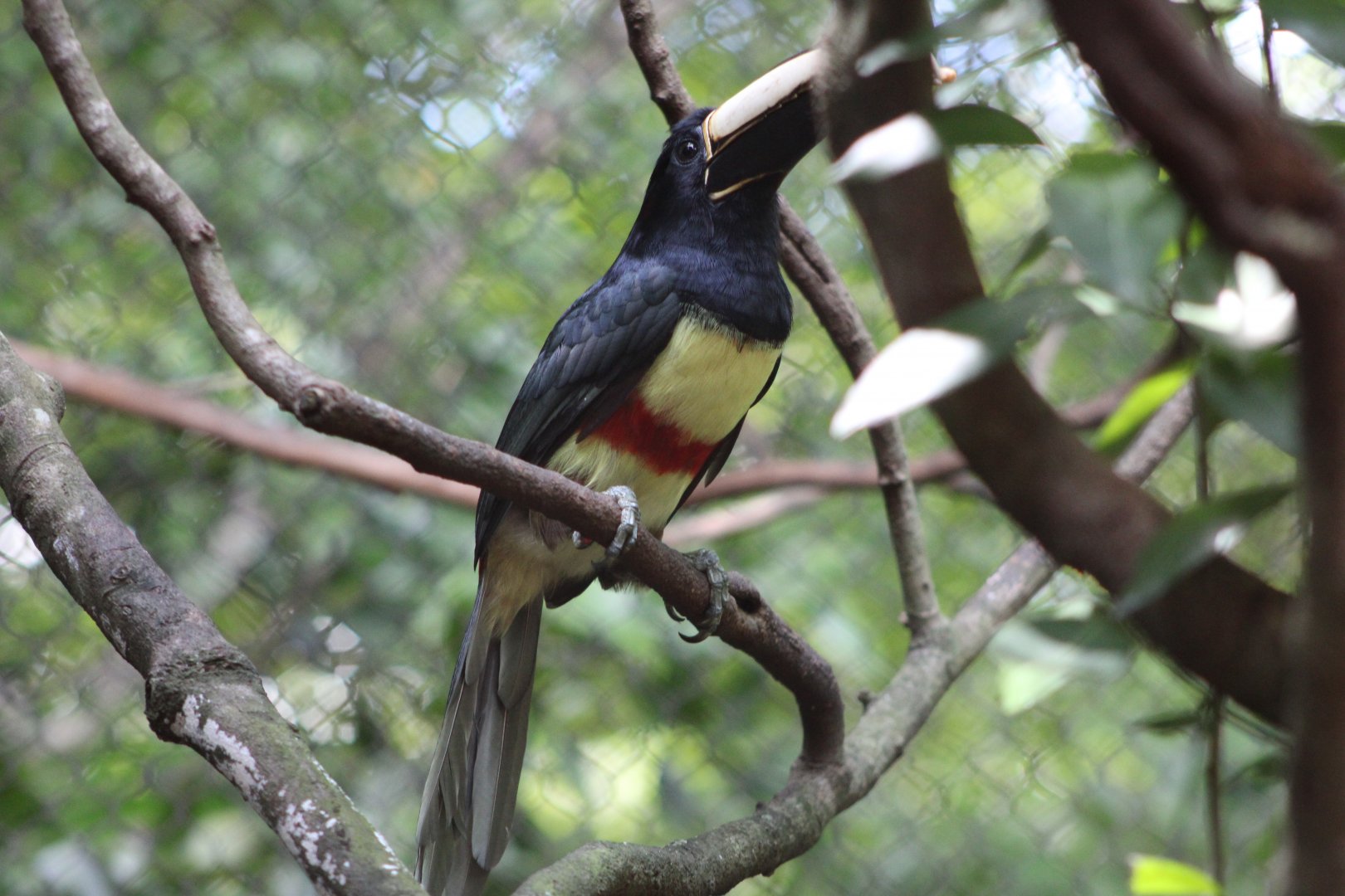 Black-Necked Aracari (Pteroglossus aracari ssp.)