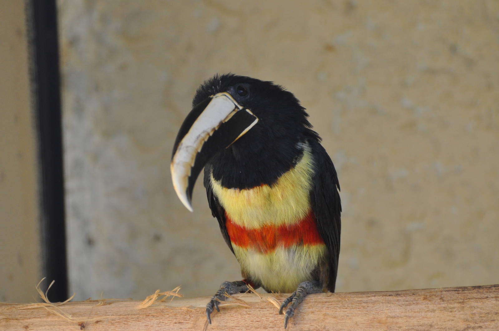 Black-necked aracari/ Pteroglossus aracari