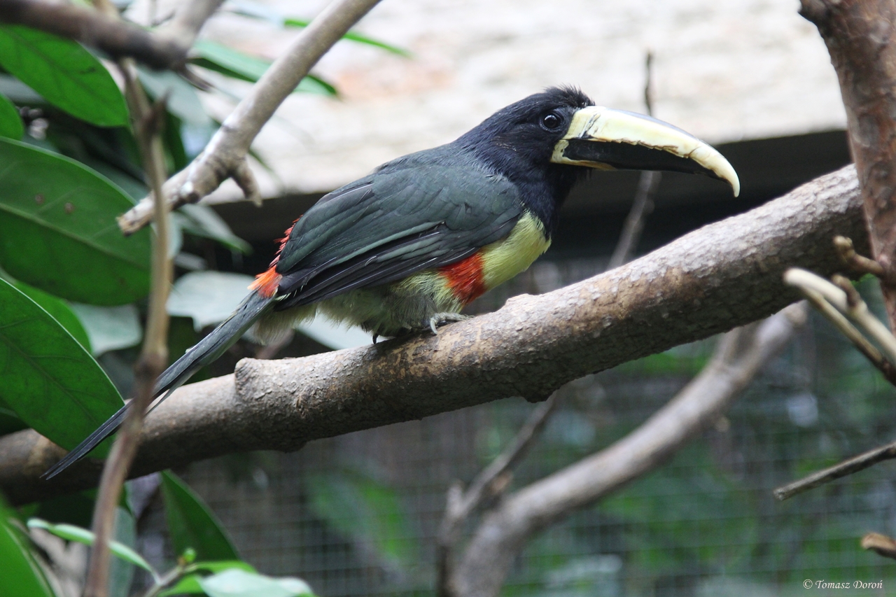 Black-necked Aracari (Pteroglossus aracari)