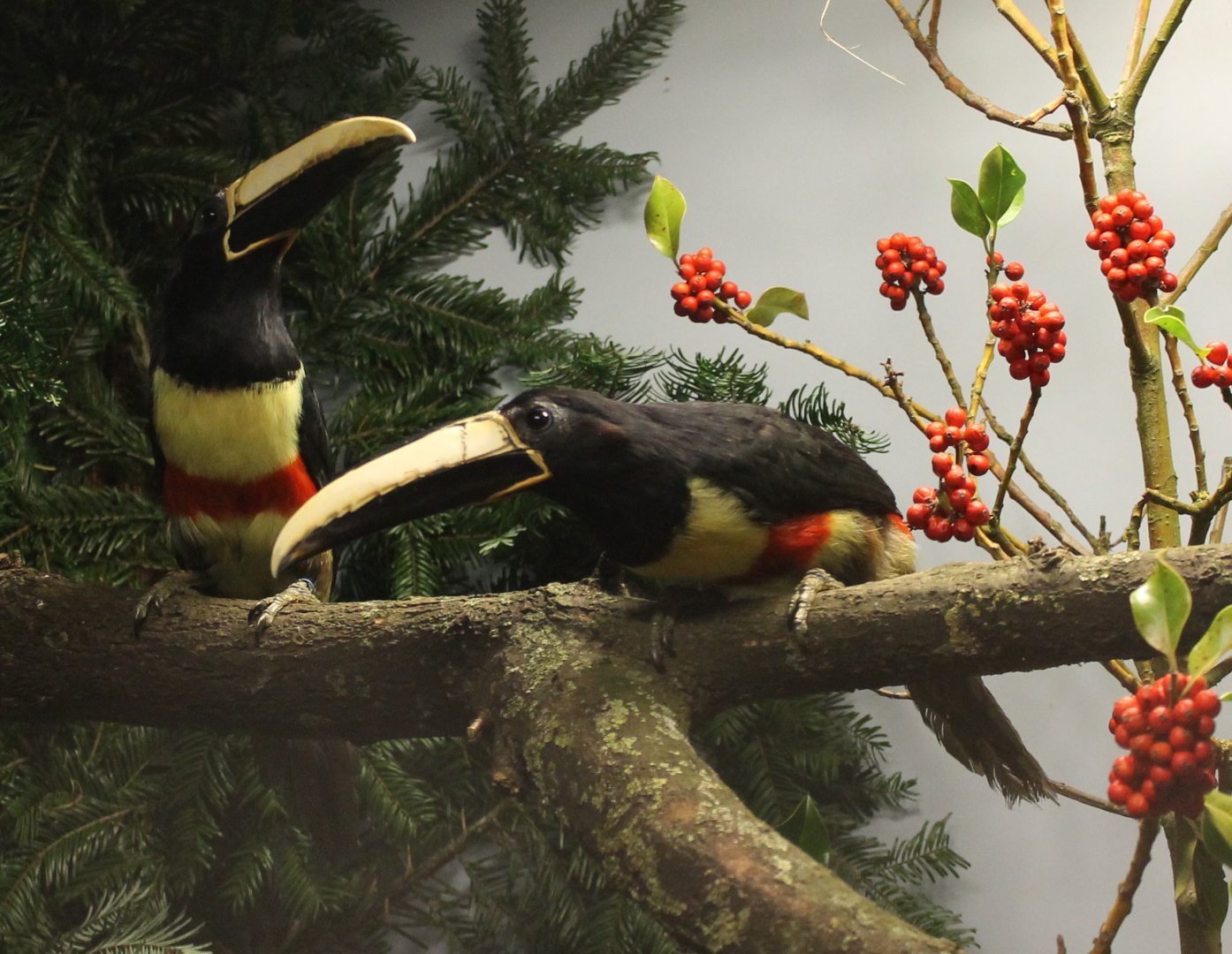 Black-necked aracari - Pteroglossus aracari