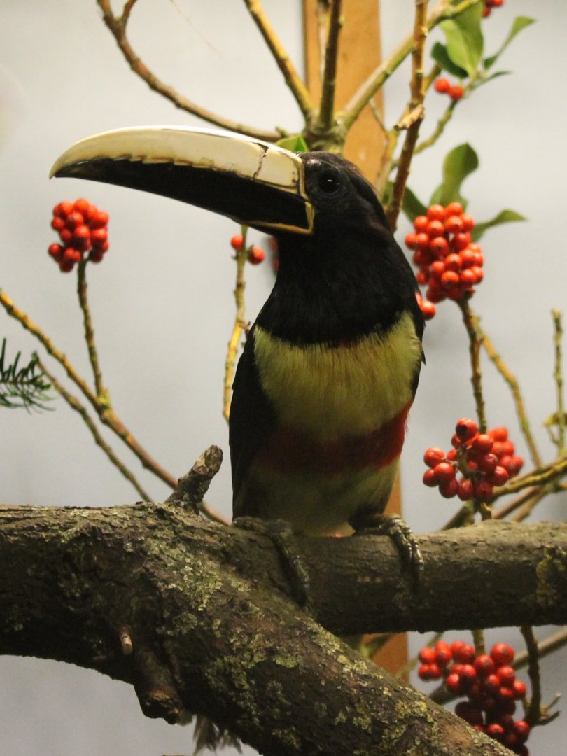 Black-necked aracari - Pteroglossus aracari