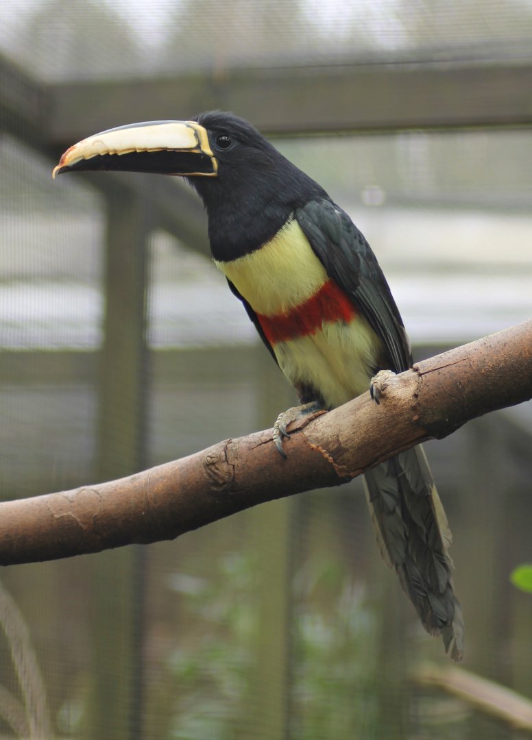 Black-necked aracari (Pteroglossus aracari)