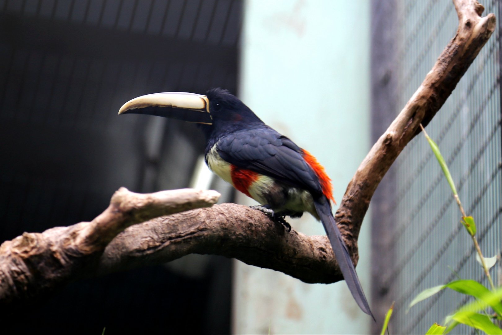 Black-necked Aracari (Pteroglossus aracari)