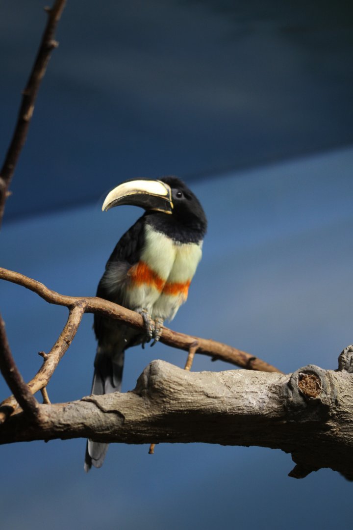 Black-necked aracari (Pteroglossus aracari)