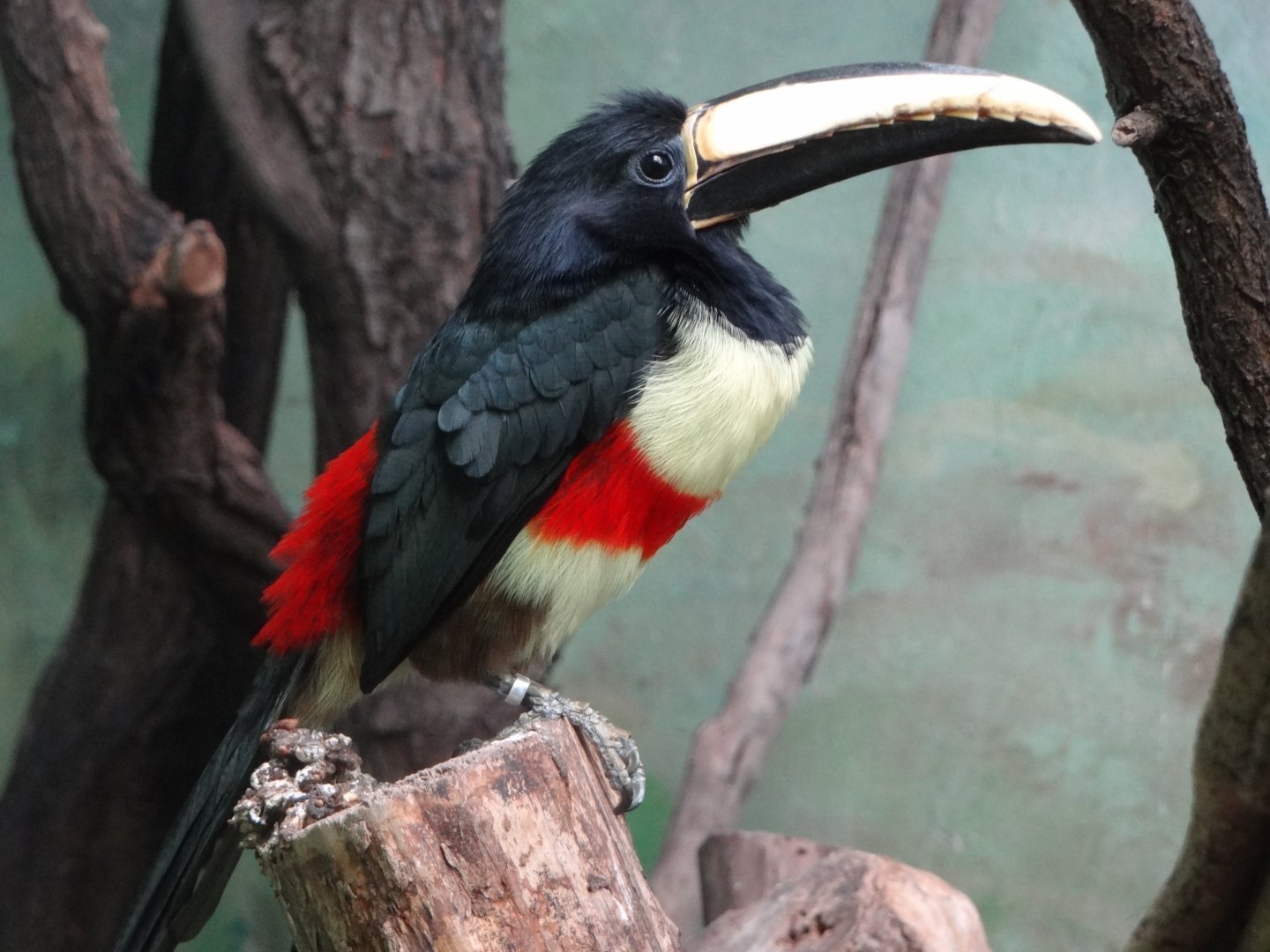 Black-necked aracari (Pteroglossus aracari)