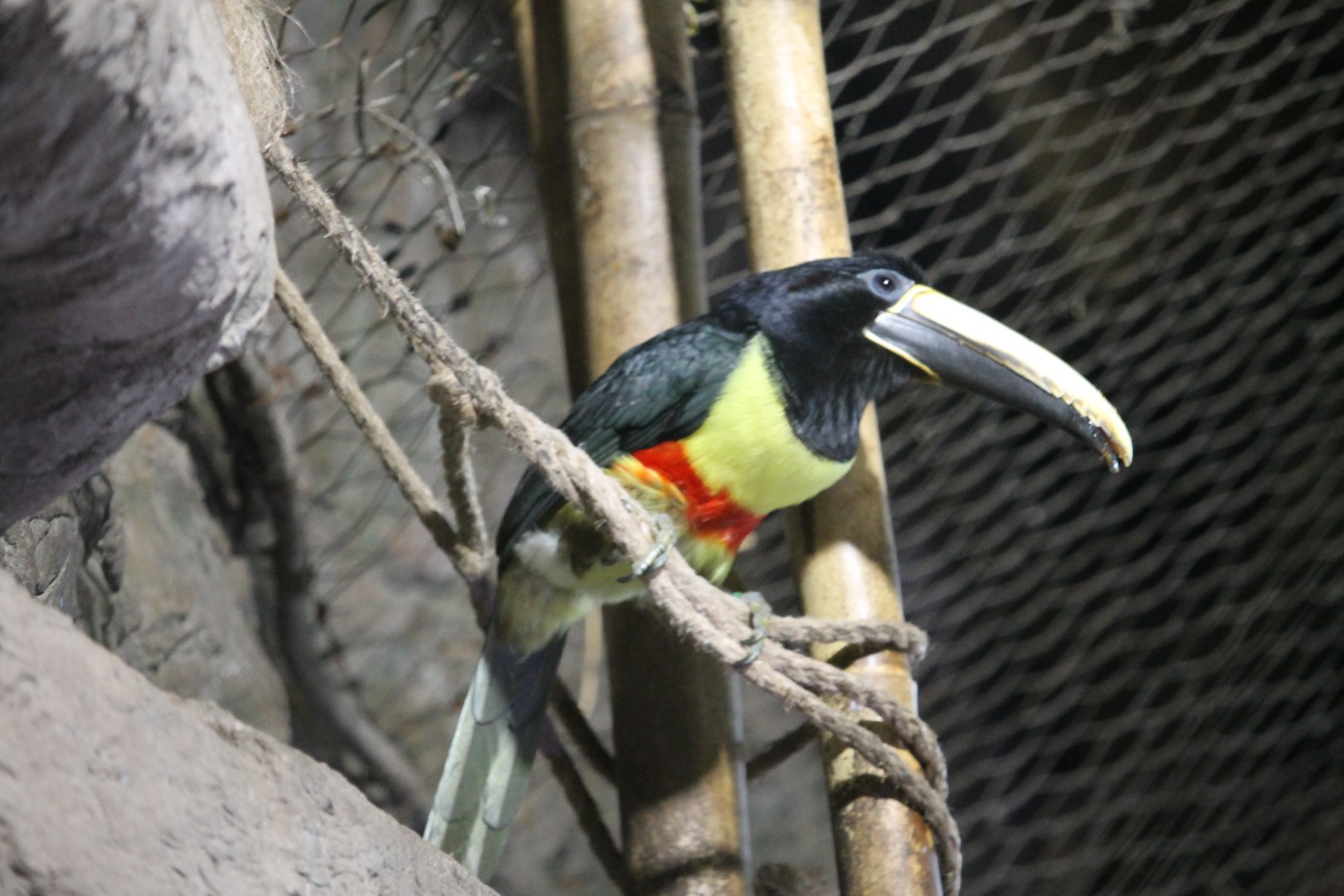 Black-Necked Aracari (Pteroglossus aracari)