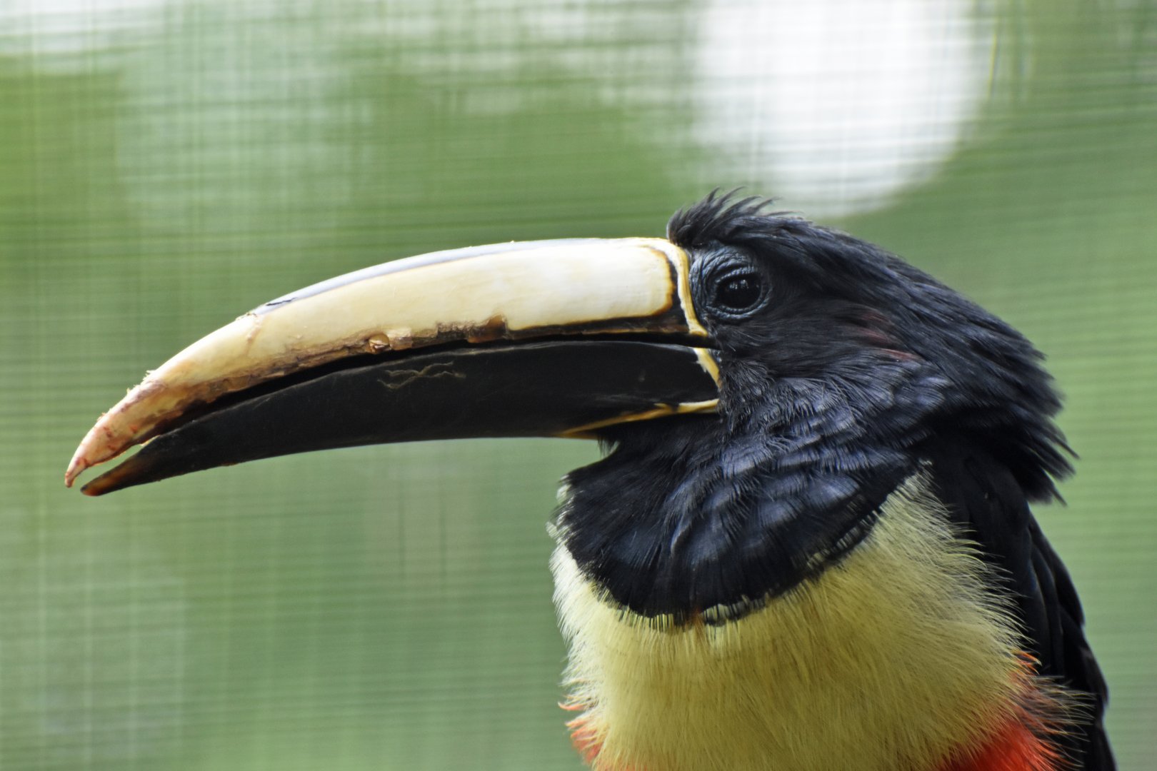 Black-necked Aracari Pteroglossus aracari
