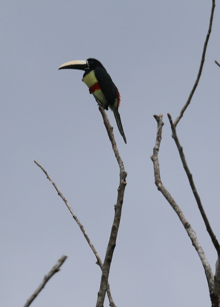 black-necked aracari (Pteroglossus aracari)