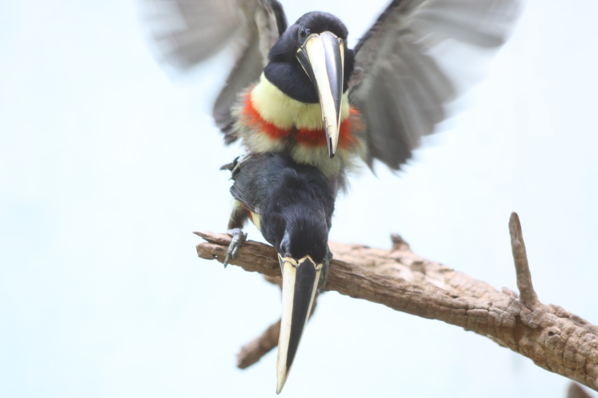 Black-necked Araçari (Pteroglossus aracari)