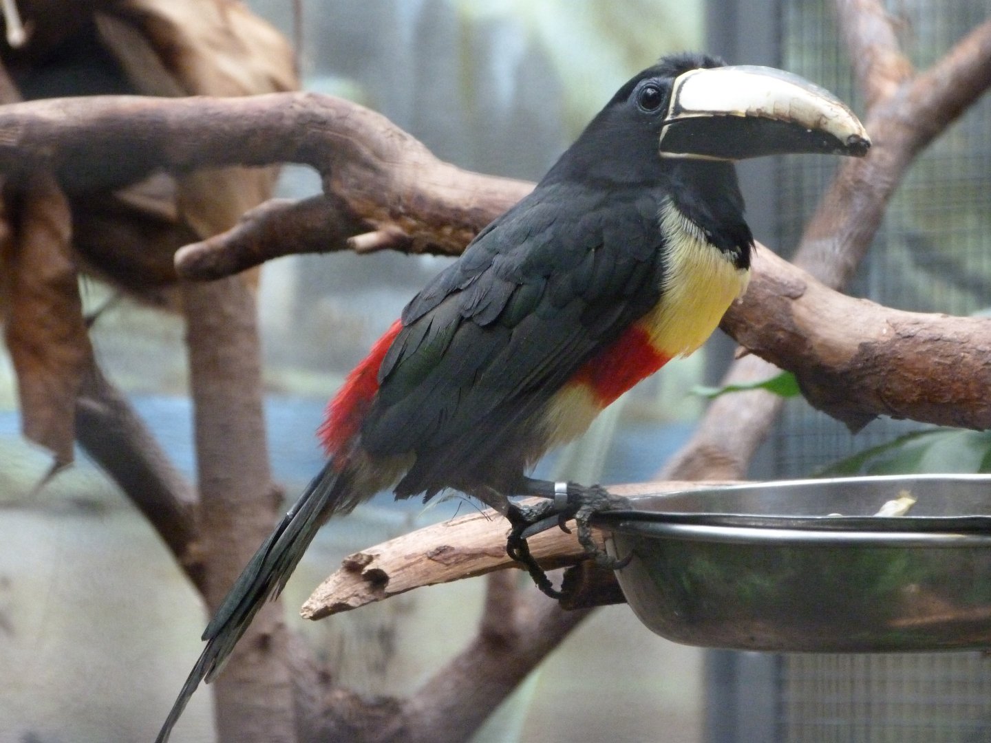 Black-necked aracari -Zoologischer Garten Berlin (2024)
