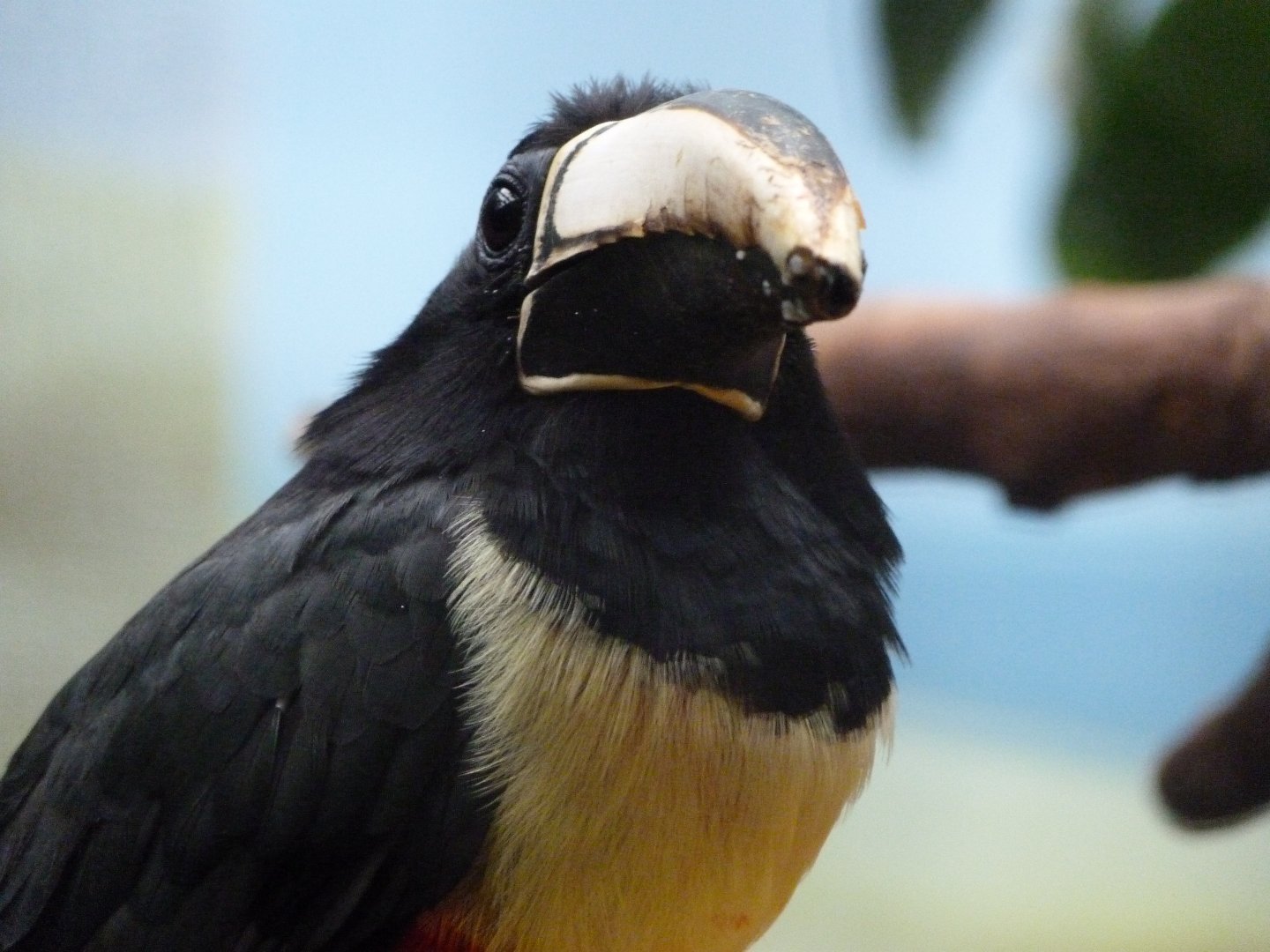 Black-necked aracari -Zoologischer Garten Berlin (2024)