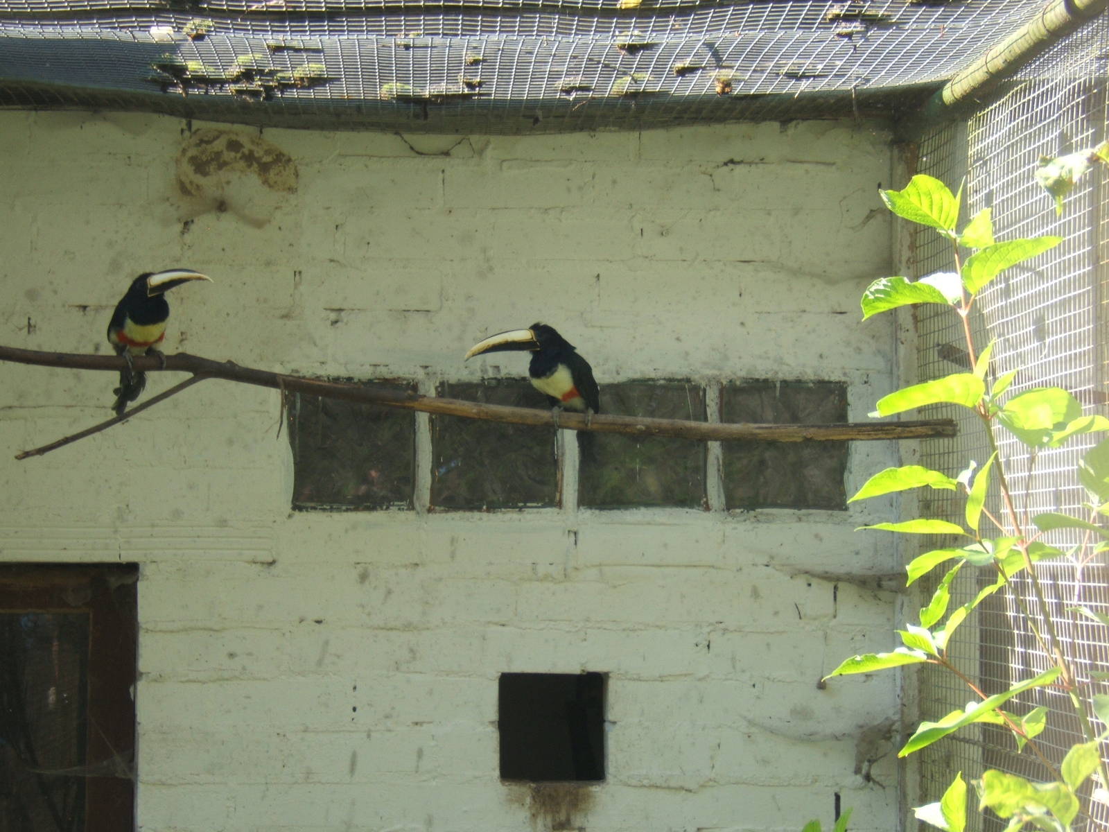 Black-necked Aracari