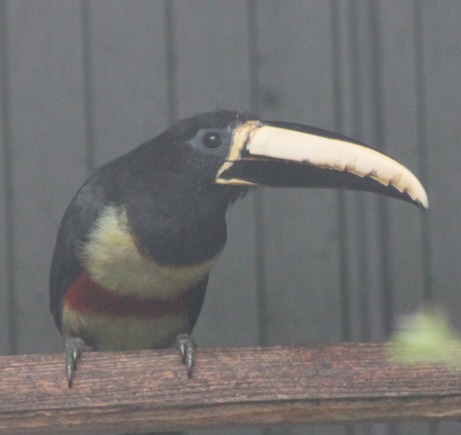 Black-necked aracari