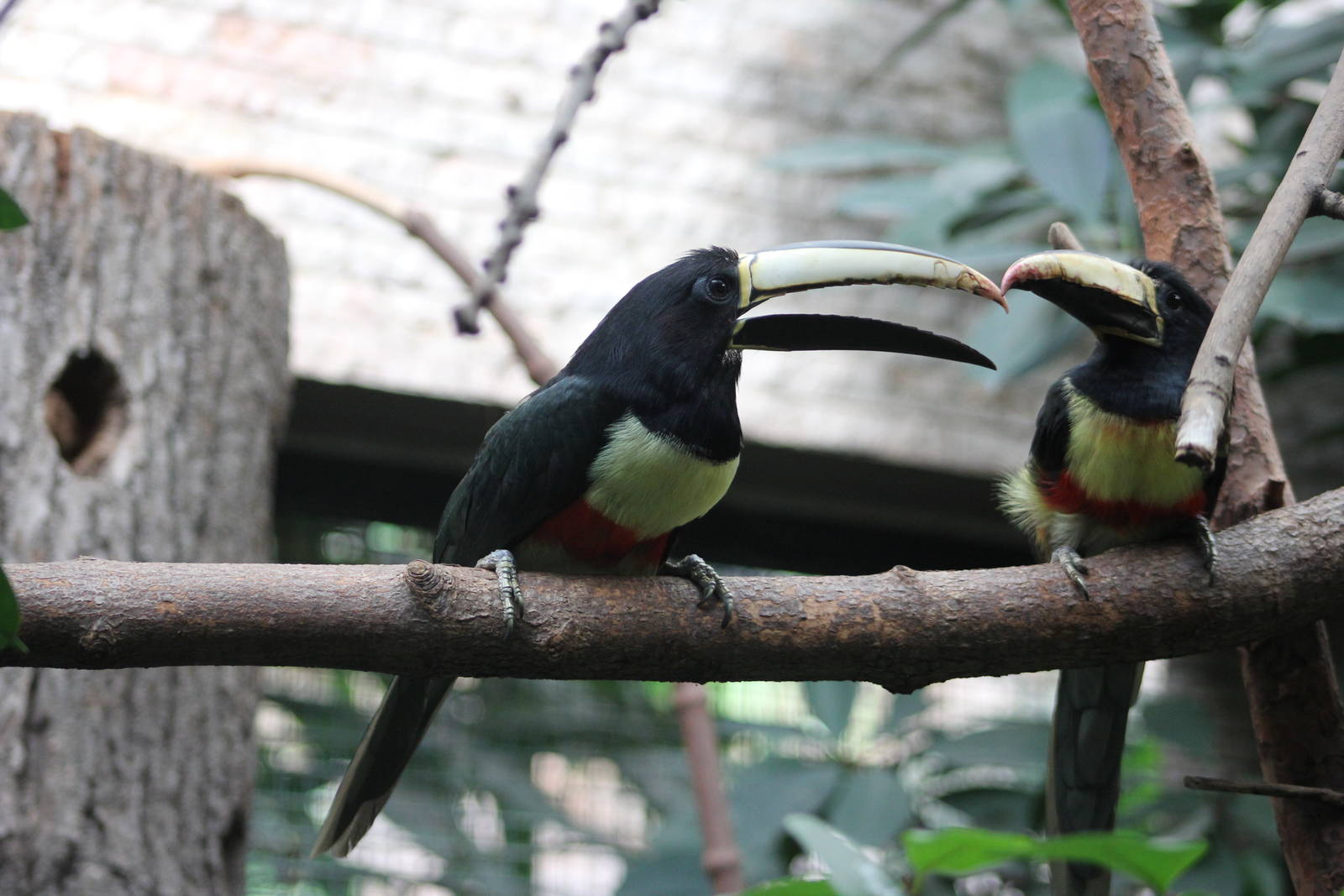 Black-necked aracari