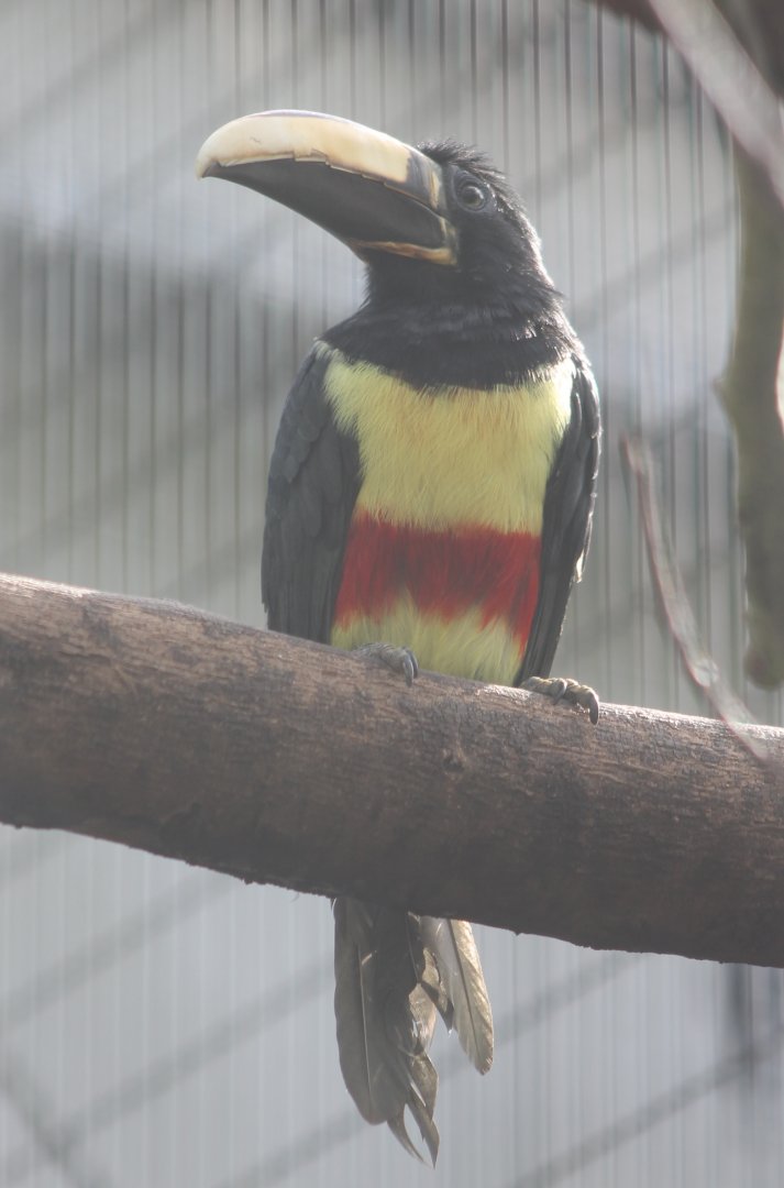 Black-necked aracari
