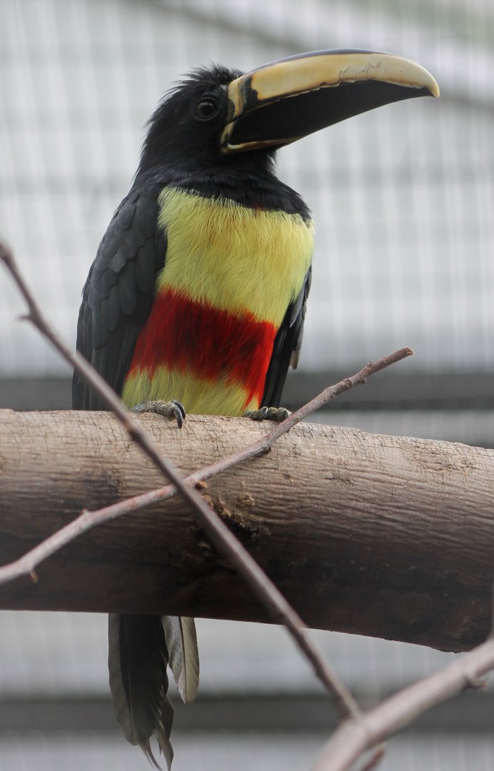 Black-necked aracari