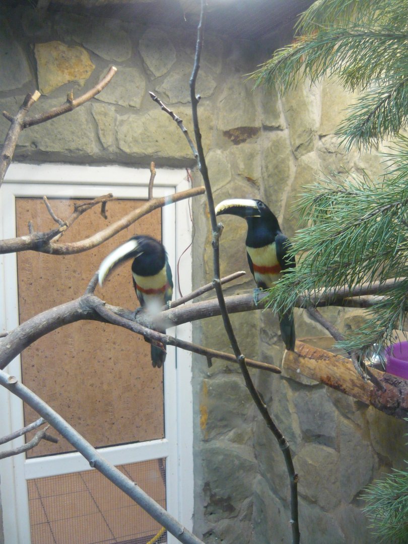 Black-necked aracari