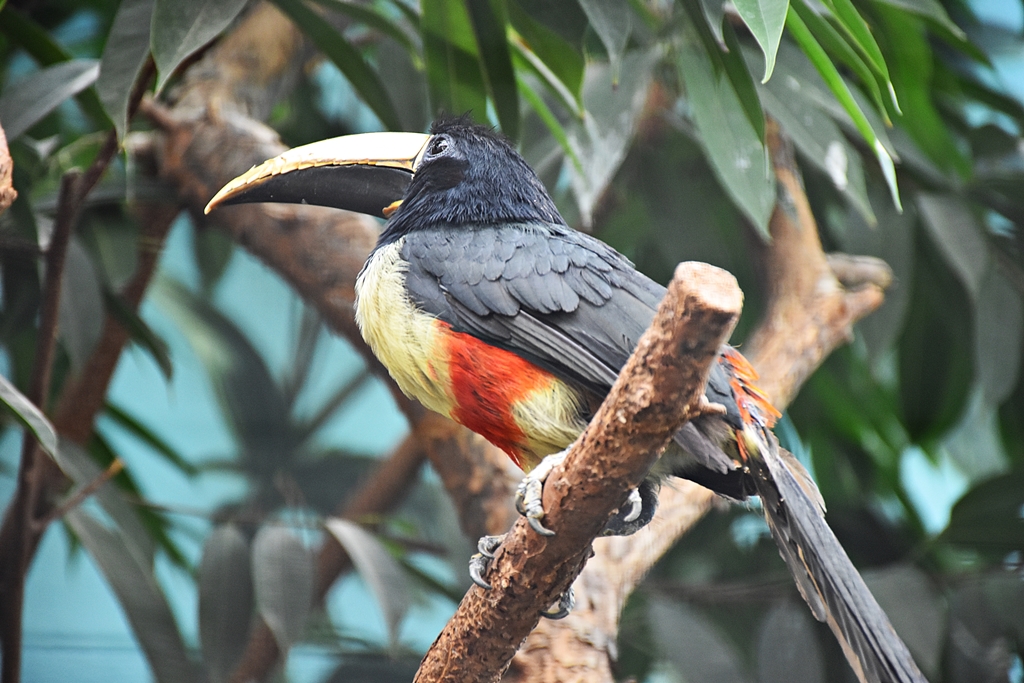 Black-necked aracari