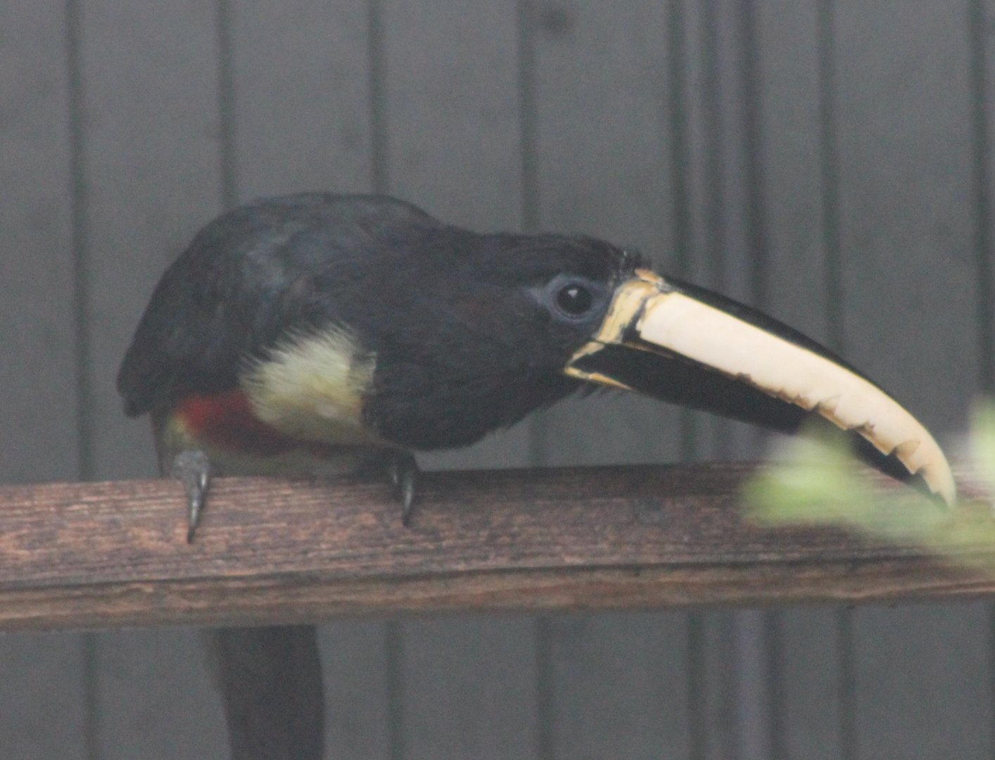 Black-necked aracari